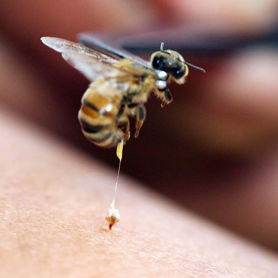 Honey Bee - Apiterapia